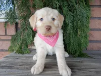 Coral, a female Labradoodle for sale in Millersburg, OH – Photo 3 of 8