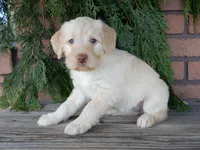 Coral, a female Labradoodle for sale in Millersburg, OH – Photo 4 of 8