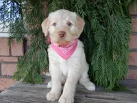 Coral, a female Labradoodle for sale in Millersburg, OH – Photo 6 of 8