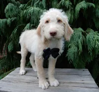Dallas, a male Labradoodle for sale in Millersburg, OH – 5 of 6
