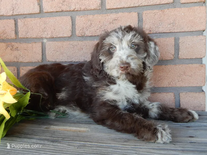 Sweetie – Labradoodle puppy for sale in Millersburg, OH