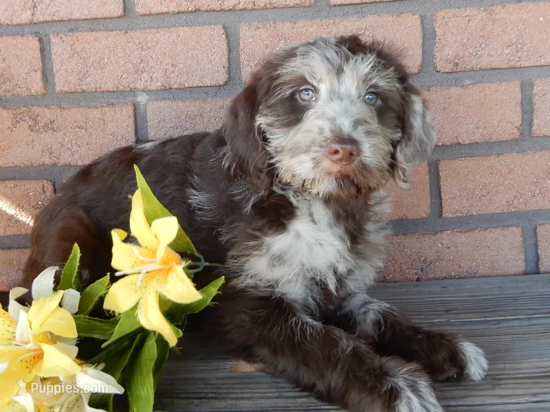 Sweetie – Labradoodle puppy for sale in Millersburg, OH
