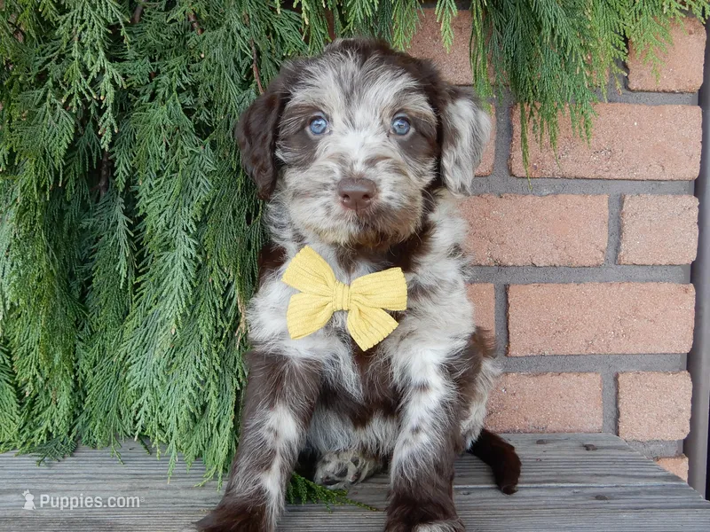 Sweetie – Labradoodle puppy for sale in Millersburg, OH