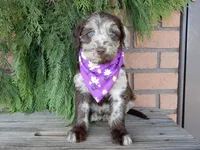 Sweetie, a female Labradoodle for sale in Millersburg, OH – Photo 3 of 8