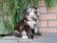 Sweetie, a female Labradoodle for sale in Millersburg, OH – Photo 5 of 8
