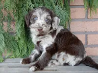 Sweetie, a female Labradoodle for sale in Millersburg, OH – Photo 4 of 8