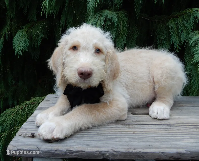 Dallas – Labradoodle puppy for sale in Millersburg, OH