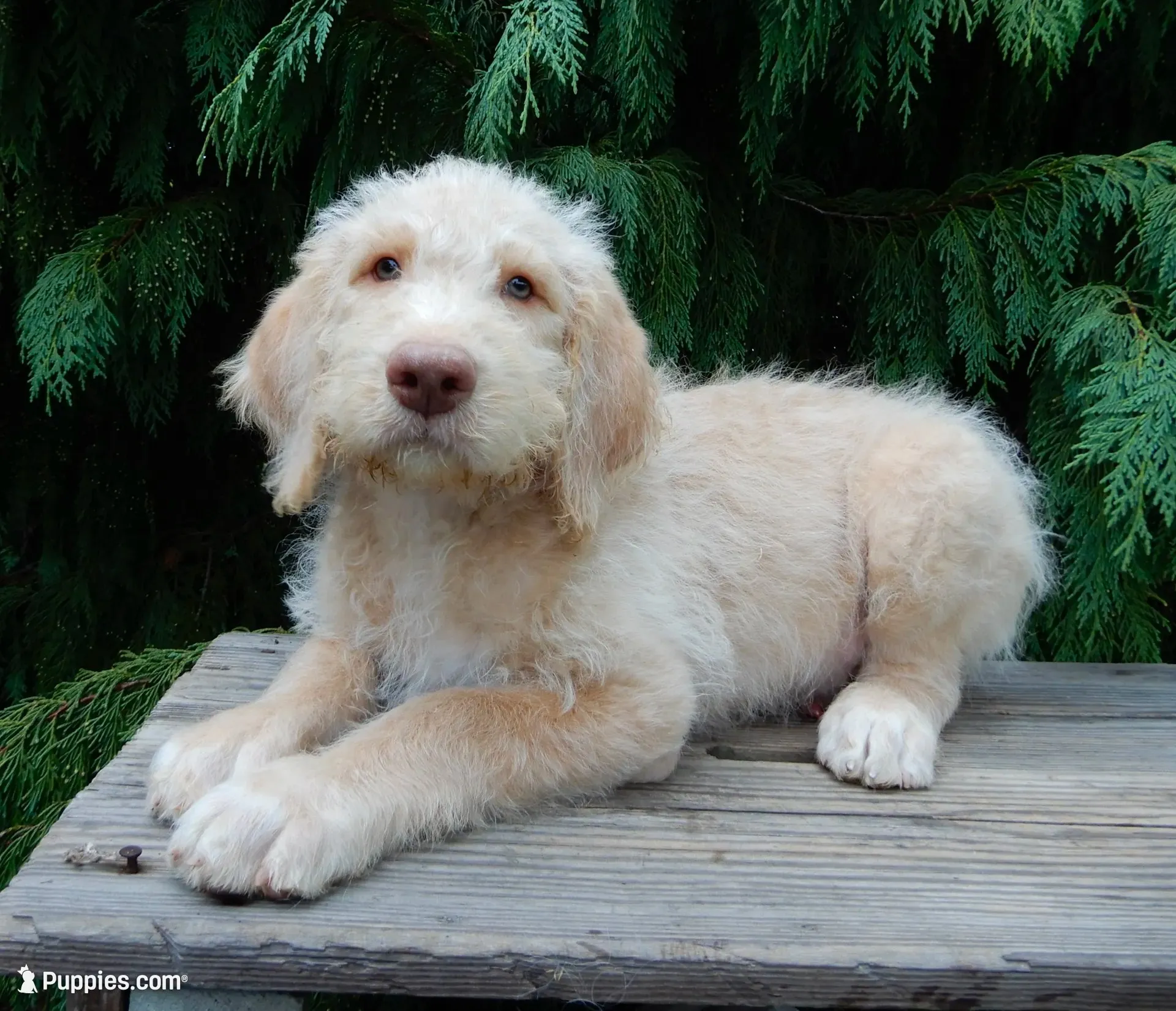 Dallas, a male Labradoodle for sale in Millersburg, OH – 2 of 6