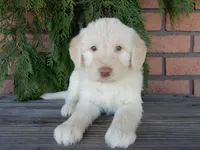 Rocky, a male Labradoodle for sale in Millersburg, OH – Photo 3 of 8