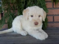 Rocky, a male Labradoodle for sale in Millersburg, OH – Photo 4 of 8