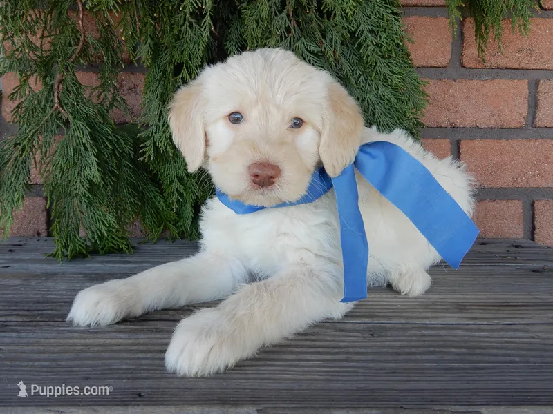 Rocky – Labradoodle puppy for sale in Millersburg, OH