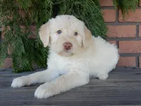 Rocky, a male Labradoodle for sale in Millersburg, OH – Photo 5 of 8