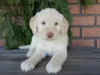 Rocky, a male Labradoodle for sale in Millersburg, OH – Photo 6 of 8