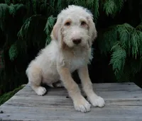 Dallas, a male Labradoodle for sale in Millersburg, OH – 4 of 6