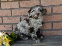 Ella, a female Labradoodle for sale in Millersburg, OH – Photo 2 of 6