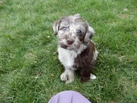 Ella, a female Labradoodle for sale in Millersburg, OH – Photo 4 of 6