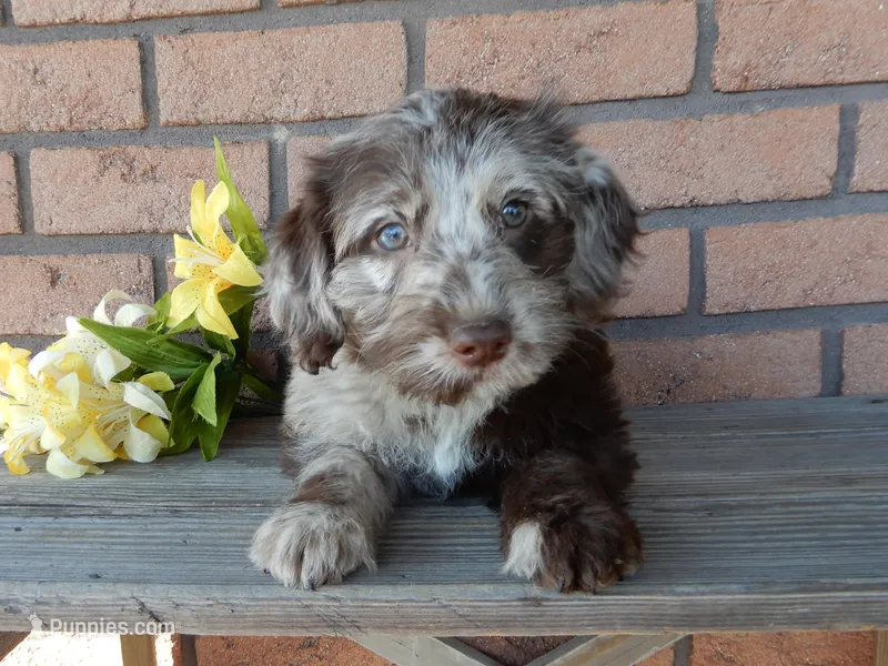 Ella, a female Labradoodle for sale in Millersburg, OH – Photo 1 of 6