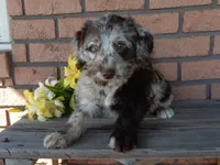Ella, a female Labradoodle for sale in Millersburg, OH – Photo 3 of 6