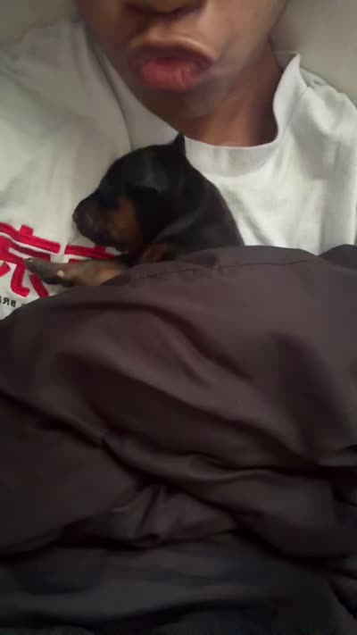 Doberman , a male Doberman Pinscher for sale in Tampa, FL – 1 of 1