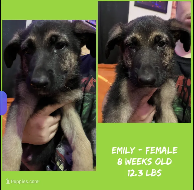 Emily – German Shepherd Dog puppy for sale in Wilmington, NC