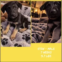 Stu, a male German Shepherd Dog for sale in Wilmington, NC – 2 of 2