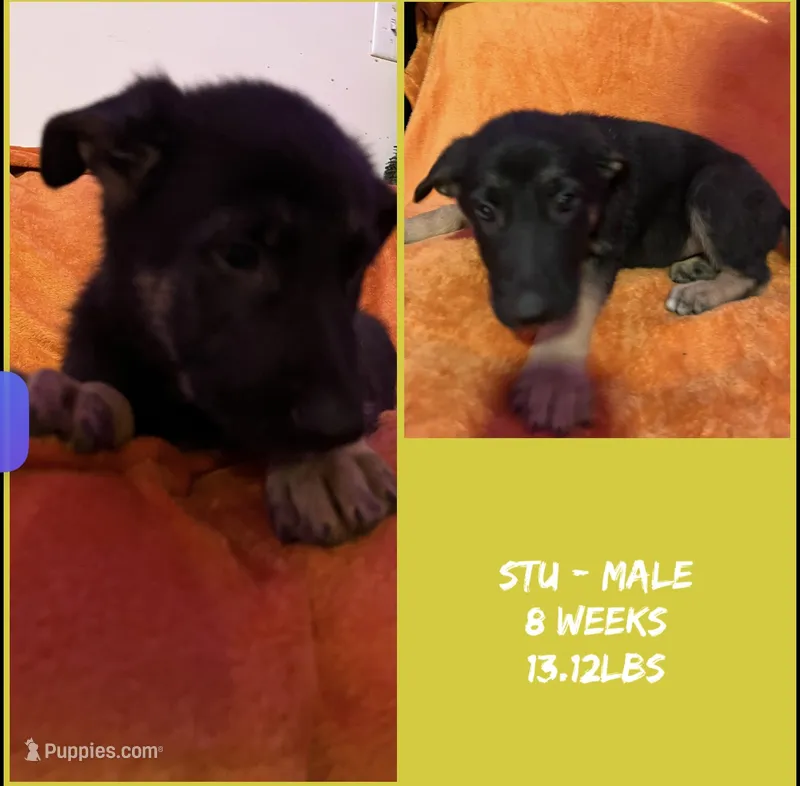 Stu – German Shepherd Dog puppy for sale in Wilmington, NC