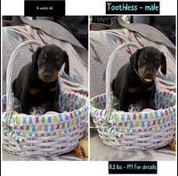 AKC Toothless, a male Doberman Pinscher for sale in Wilmington, NC – Photo 2 of 4