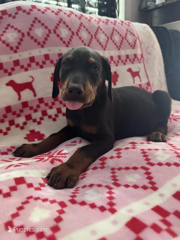 AKC Toothless – Doberman Pinscher puppy for sale in Wilmington, NC