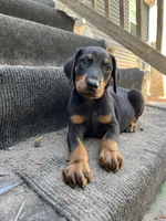 AKC Toothless, a male Doberman Pinscher for sale in Wilmington, NC – Photo 1 of 4