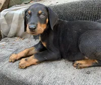 AKC Toothless, a male Doberman Pinscher for sale in Wilmington, NC – Photo 3 of 4
