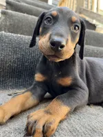 AKC Toothless, a male Doberman Pinscher for sale in Wilmington, NC – Photo 4 of 4