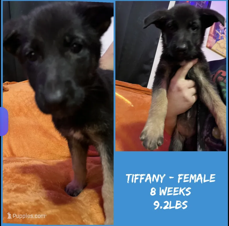 Tiffany  – German Shepherd Dog puppy for sale in Wilmington, NC