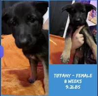 Tiffany , a female German Shepherd Dog for sale in Wilmington, NC – 1 of 2