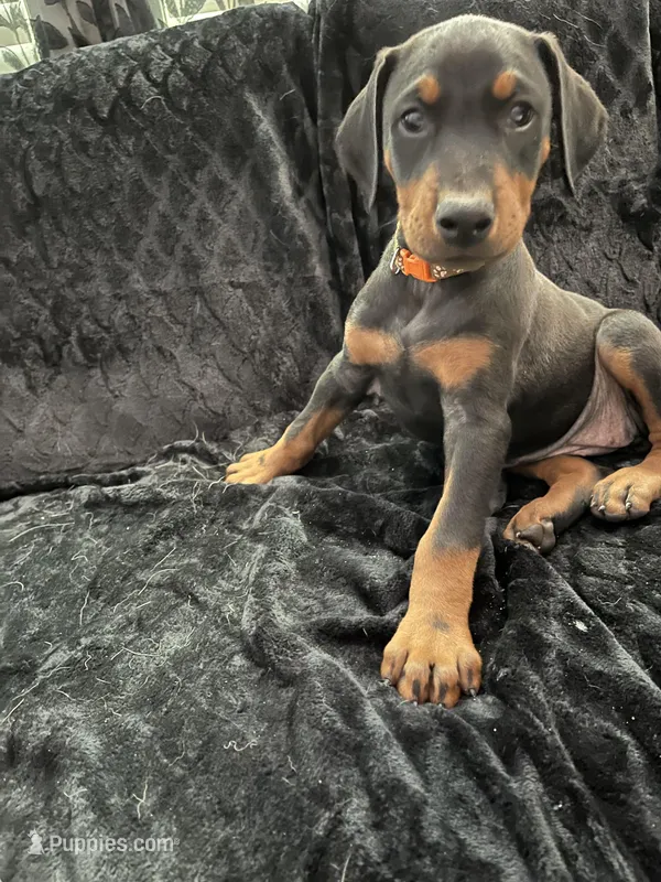 Valka AKC – Doberman Pinscher puppy for sale in Wilmington, NC