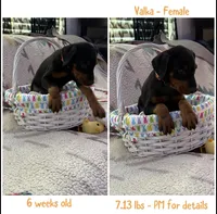 Valka AKC, a female Doberman Pinscher for sale in Wilmington, NC – Photo 2 of 4
