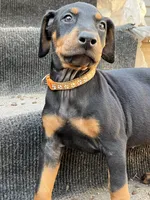 Valka AKC, a female Doberman Pinscher for sale in Wilmington, NC – Photo 4 of 4