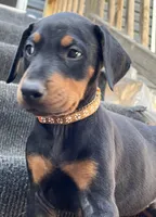 Valka AKC, a female Doberman Pinscher for sale in Wilmington, NC – Photo 1 of 4