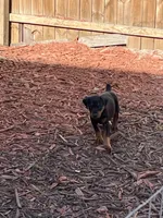 Valka AKC, a female Doberman Pinscher for sale in Wilmington, NC – Photo 3 of 4