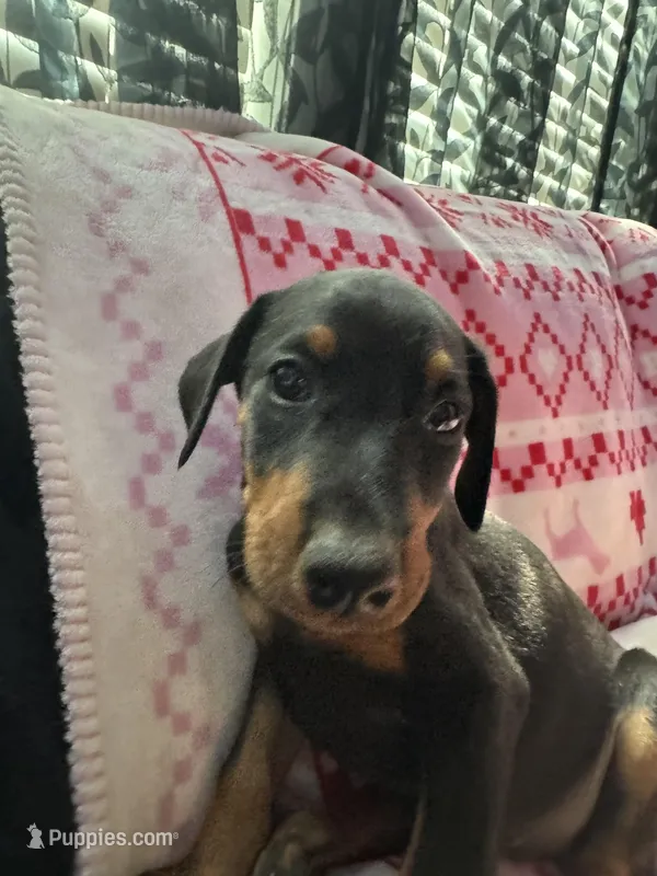 Stormfly AKC – Doberman Pinscher puppy for sale in Wilmington, NC
