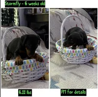 Stormfly AKC, a female Doberman Pinscher for sale in Wilmington, NC – Photo 2 of 4