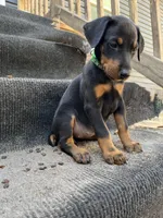 Stormfly AKC, a female Doberman Pinscher for sale in Wilmington, NC – Photo 4 of 4