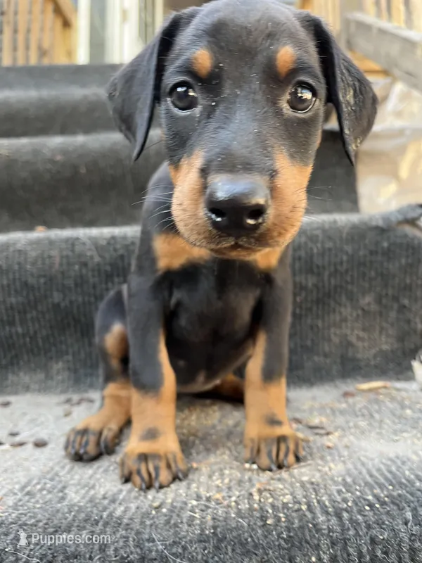 Stormfly AKC – Doberman Pinscher puppy for sale in Wilmington, NC