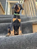Stormfly AKC, a female Doberman Pinscher for sale in Wilmington, NC – Photo 3 of 4