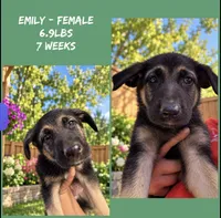 Emily, a female German Shepherd Dog for sale in Wilmington, NC – 2 of 2