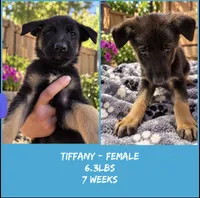 Tiffany , a female German Shepherd Dog for sale in Wilmington, NC – 2 of 2
