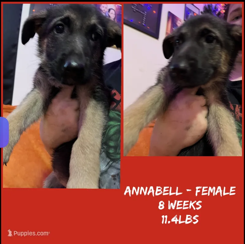 Annabelle  – German Shepherd Dog puppy for sale in Wilmington, NC