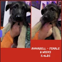 Annabelle , a female German Shepherd Dog for sale in Wilmington, NC – 1 of 2