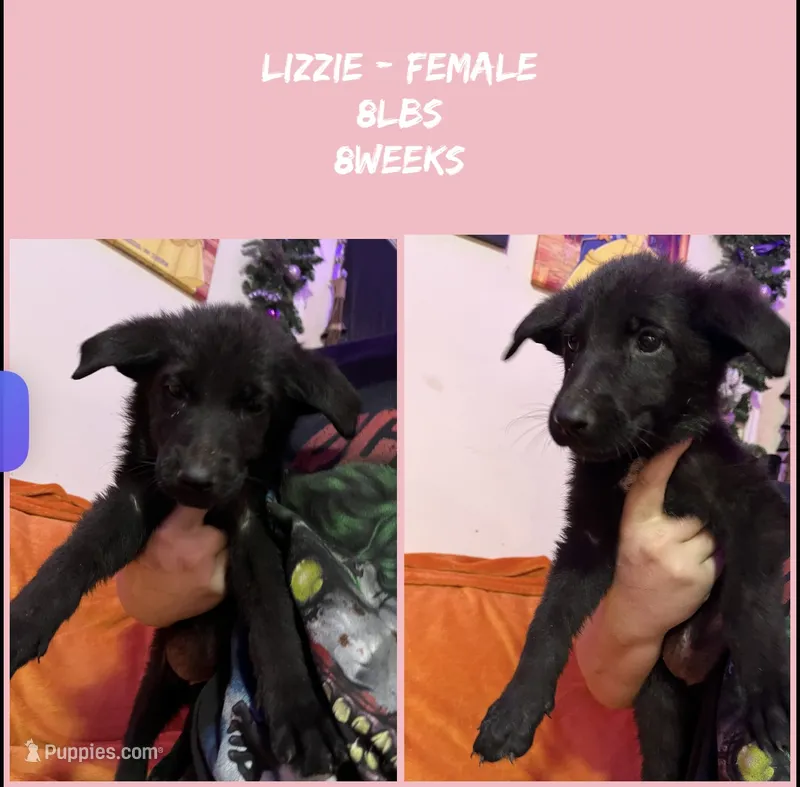 Lizzie – German Shepherd Dog puppy for sale in Wilmington, NC