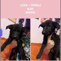 Lizzie, a female German Shepherd Dog for sale in Wilmington, NC – 1 of 2