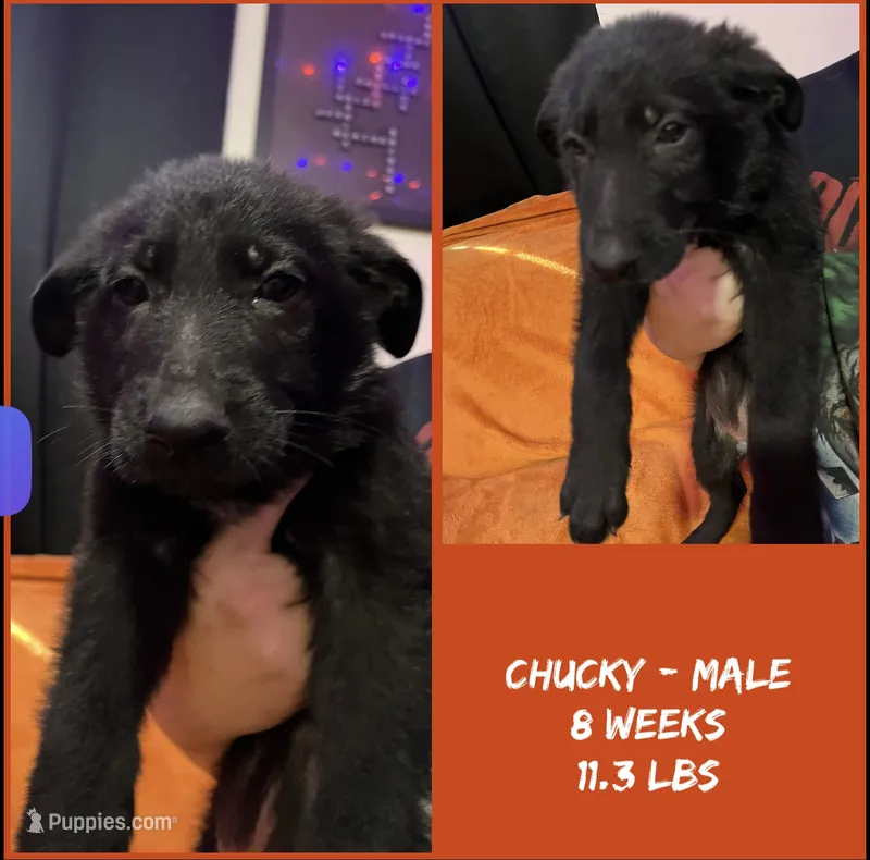 Chucky  – German Shepherd Dog puppy for sale in Wilmington, NC